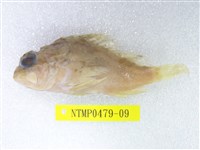 藏品(眉鬚鱗頭鮋)的圖片